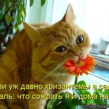 ������ ����������� �� ������