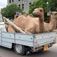 �������� ������������� ��������