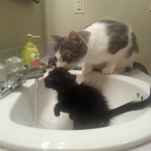 ������� ��������