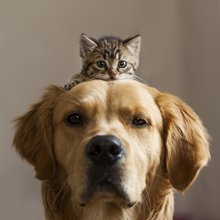 ������� � ���������� ����