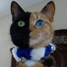 �������� ��������
