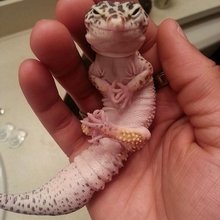 �������� ��������