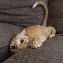 �������� ���������� ��������