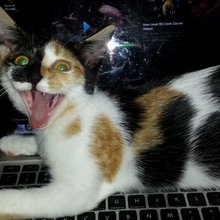 �������� ���������� ��������