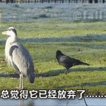 funny gifs