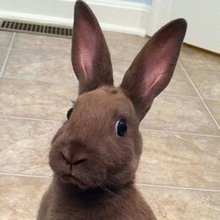 funny animals
