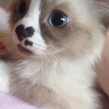 funny animals