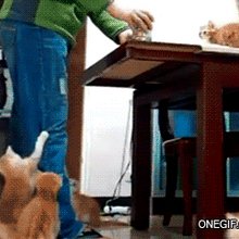 funny gifs
