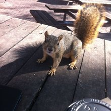 funny animals