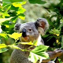 funny animals