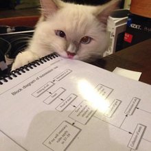 funny animals
