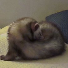 funny animals