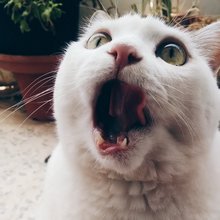 funny animals