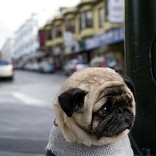 funny animals