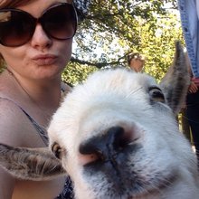 funny animals