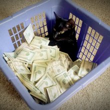 funny animals