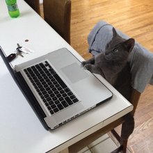 funny animals