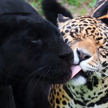 funny animals