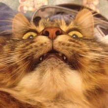 funny animals