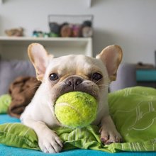 funny animals