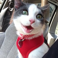 funny animals