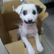funny animals
