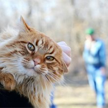 funny animals