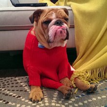 funny animals