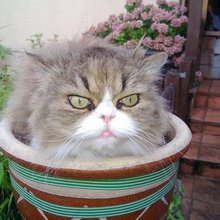 funny animals