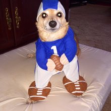funny animals