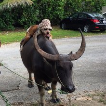 funny animals
