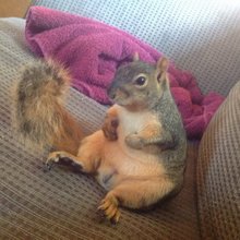 funny animals
