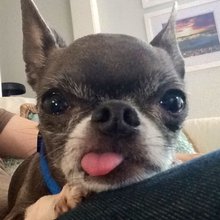 funny animals