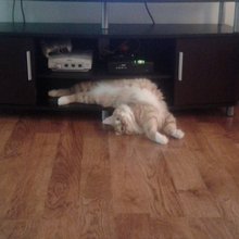 funny animals