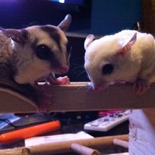 funny animals