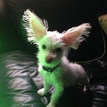funny animals