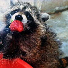 funny animals
