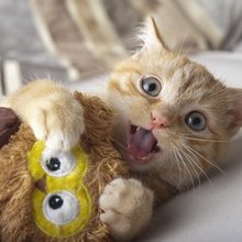 funny animals