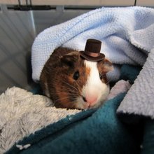 funny animals