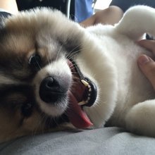 funny animals