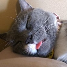 funny animals