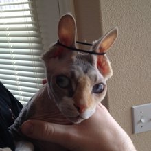 funny animals
