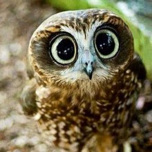 funny animals