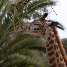 funny animals