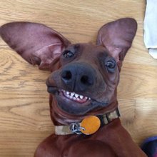 funny animals