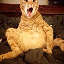 funny animals