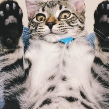 funny animals
