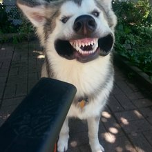 funny animals