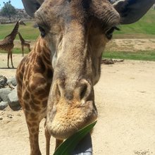 funny animals