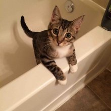 funny animals